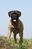 BULLMASTIFF 365